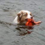 Australian Shepherds vinden zwemmen leuk.